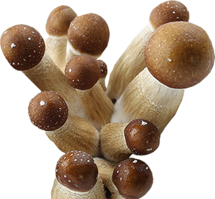 Psilocybe Cubensis Golden Teacher Spores Syringe